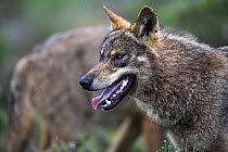 Iberian wolf {Canis lupus sygnatus} with mouth open and panting, captive, Lobo Park, Antequera, Malaga, Spain