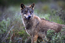 Iberian wolf {Canis lupus sygnatus} captive, Lobo Park, Antequera, Malaga, Spain
