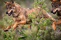 Close-up of Iberian wolves {Canis lupus sygnatus} running, captive, Lobo Park, Antequera, Malaga, Spain
