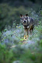 Iberian wolf {Canis lupus sygnatus} snarling, captive, Lobo Park, Antequera, Malaga, Spain