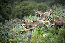 Pack of Iberian wolves {Canis lupus sygnatus} running, captive, Lobo Park, Antequera, Malaga, Spain