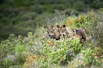 Two Iberian wolves {Canis lupus sygnatus} captive, Lobo Park, Antequera, Malaga, Spain