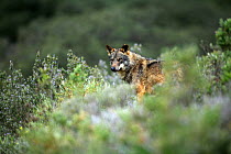 Iberian wolf {Canis lupus sygnatus} portrait amongst vegetation, captive, Lobo Park, Antequera, Malaga, Spain