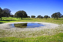 Flowers surrounding pond in meadow pastures, Torrejoncillo, Caceres, Extremadura, Spain