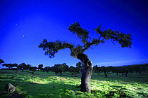 Holm oak tree {Quercus ilex} at night, Spain