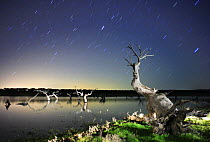 Dead Holm oak trees {Quercus ilex} in lake, at night with star trails in sky, Caceres, Extremadura, Spain