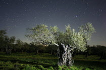 Olive tree {Olea europaea} at night with star trails in sky, Spain