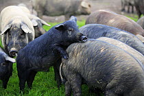 Juvenile Domestic pigs {Sus scrofa domestica} mounting another, Spain