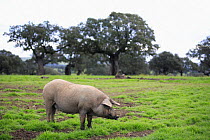 Domestic pig {Sus scrofa domestica} in field, Spain
