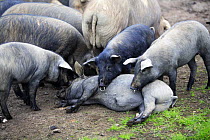 Domestic pig {Sus scrofa domestica} lying down, surrounded by other pigs, Spain