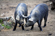 Two Domestic black pigs {Sus scrofa domestica} Spain