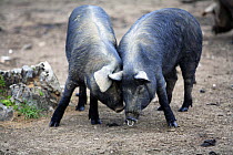 Two Domestic black pigs {Sus scrofa domestica} rubbing against each other, Spain