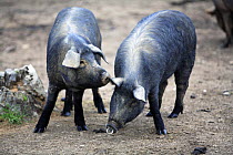 Domestic black pig {Sus scrofa domestica} smelling another pig's ear, Spain