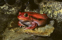 Tomato frog {Dyscophus antongilii} captive, from Madagascar