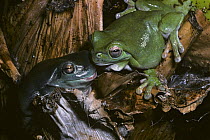 White's / Green tree frog {Litoria caerulea} pair, male on left, female on right, captive, from New Guinea and Australia