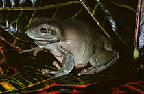 White's / Green tree frog {Litoria caerulea}  captive, from New Guinea and Australia