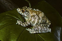 Gladiator / Gaint Amazonian tree frog {Hyla boans} female, captive, from Amazonia