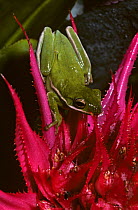 Green tree frog {Hyla cinerea} captive, from USA