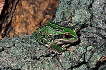 Marsupial tree frog {Gastrotheca marsupiata} captive, from Ecuador