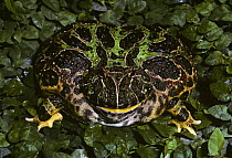 Argentine horned frog {Ceratophrys ornata} female, captive, from Argentina