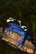 Dyeing poison arrow frog {Dendrobates tinctorius} captive, from French Guyana