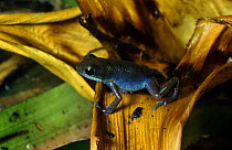 Strawberry poison arrow frog {Dendrobates pumilio} blue race, captive, from Costa Rica
