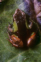 Beautiful mantella frog {Mantella pulchra} captive, from Madagascar, vulnerable species