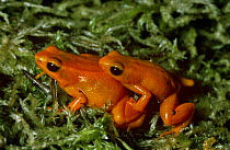 Golden mantella frog {Mantella aurantiaca} pair, male on right, female on left, captive, from Magasgar