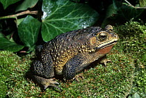 River / Siamese toad {Bufo asper} captive, from SE Asia