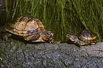 Three toed box turtle {Terrapene carolina triunguis} adult male with young, captive, from SE USA