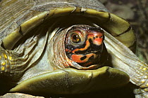 Ornate box turtle {Terrapene ornata ornata} captive, from USA and Mexico