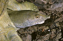 Chinese softshell turtle {Pelodiscus / Trionyx sinensis} captive, from China