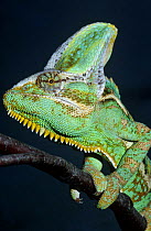 Casqued / Yemen chameleon {Chamaeleo calyptratus} male, captive, from Yemen