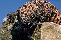 Gila monster {Heloderma suspectum} captive, from USA and Mexico