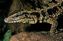 Golden tegu lizard {Tupinambis teguixin nigropunctatus} captive, from Central america