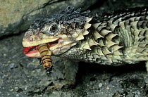 Giant girdled / Sungazer lizard {Cordylus giganticus} feeding on insect prey, captive, from South Africa