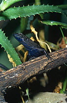 Lilford's wall lizard {Podarcis lilfordi} on branch, captive, from Minorca and majorca