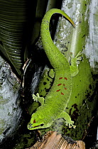 Giant day gecko {Phelsuma madagascariensis grandis} female, captive, from Madagascar