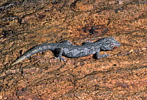 Spiny tailed gecko {Diplodactylus ciliaris} captive, from Australia