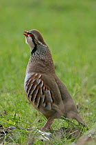 Red legged partridge {Alectoris rufa} male calling, Norfolk, UK