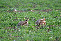 Grey partridge {Perdix perdix} pair at rest in wheatfield, Norfolk, UK