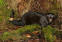 American mink {Mustela vison} captive, Wales, UK