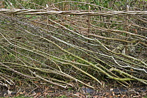 Hedge, traditional layering in spring, Warwickshire, UK