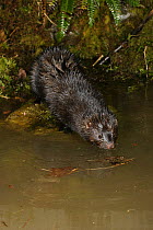 American mink {Mustela vison} about to enter water, captive, Wales, UK