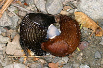 Keeled slug {Limax sp} pair mating, Wales, UK
