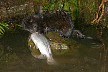American mink {Mustela vison} feeding on trout, captive, Carmarthenshire, Wales, UK