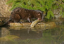 American mink {Mustela vison} feeding on Brown trout, captive, Carmarthenshire, Wales, UK