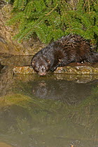 American mink {Mustela vison} about to enter water, captive, Carmarthenshire, Wales, UK