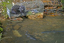 American mink {Mustela vison} in trap near trout pond, Carmarthenshire, Wales, UK