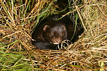 American mink {Mustela vison} making nest in rough grass, Captive, Carmarthenshire, Wales, UK